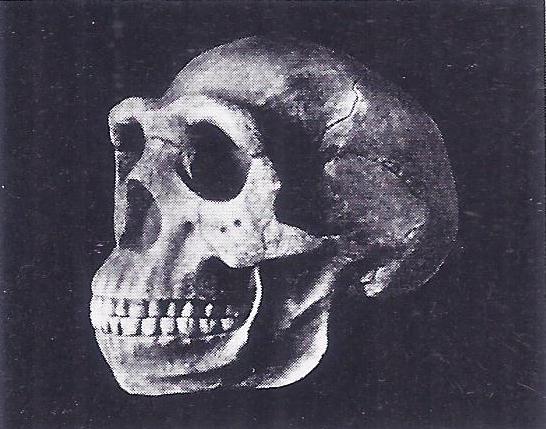Skull of Peking Man